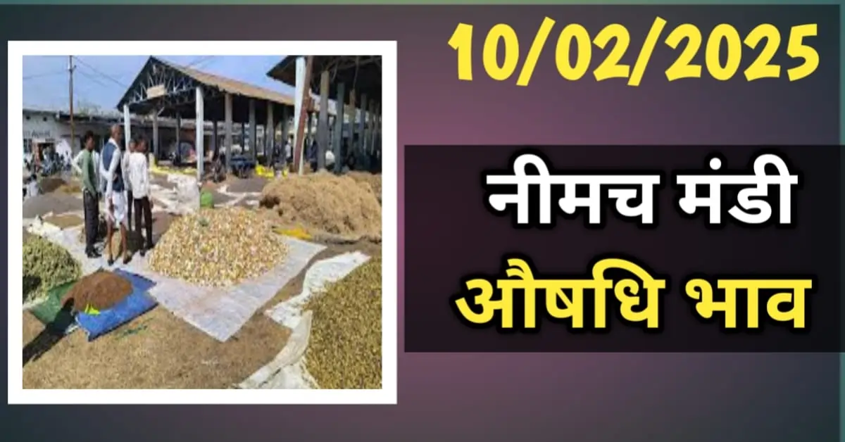 नीमच मंडी औषधि भाव