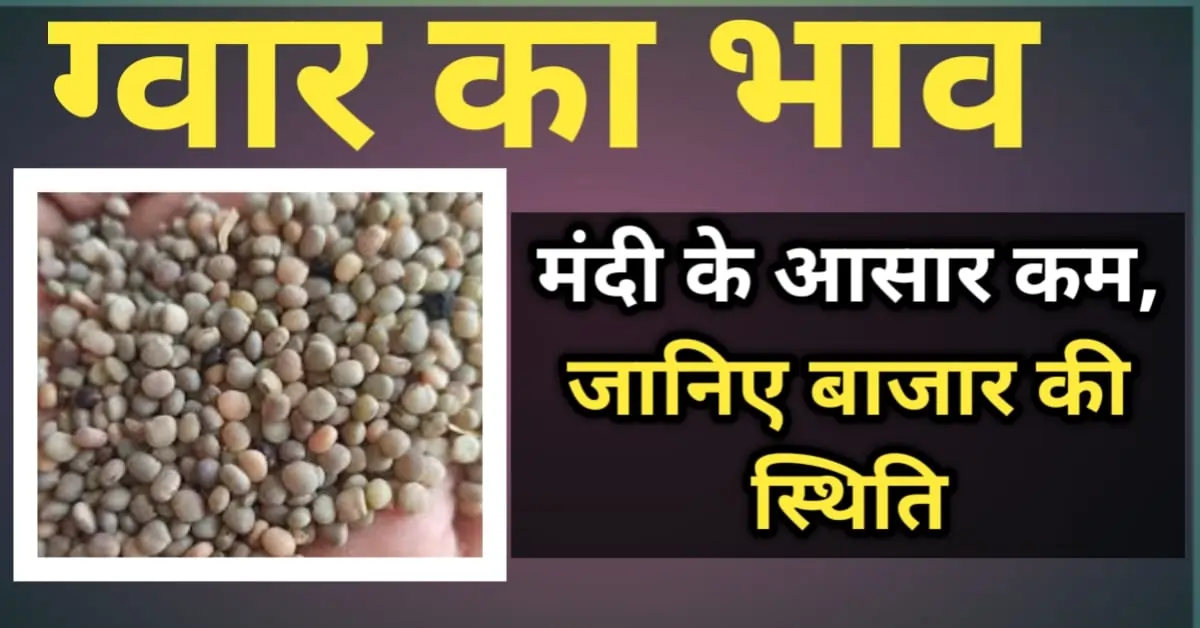 ग्वार का भाव